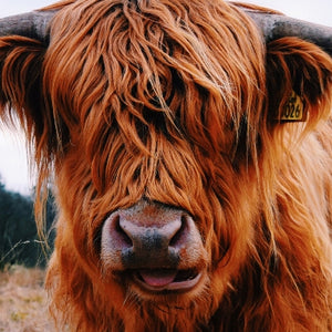 Toile vache écossaise