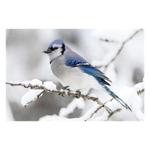 Tableau oiseau bleu hiver